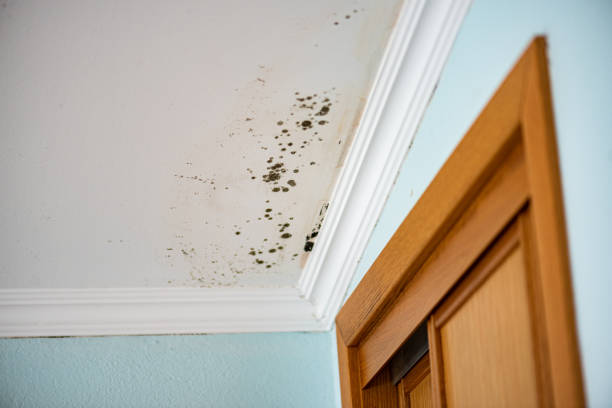 Mold Testing and Removal in Ishpeming, MI