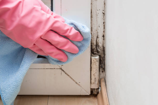 Attic Mold Removal in Ishpeming, MI